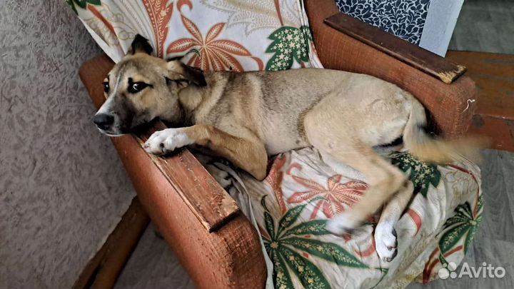 Молодой кобель