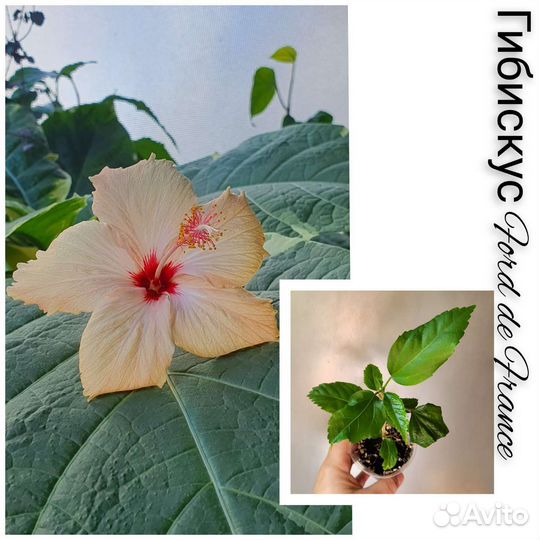 Сортовые гибискусы