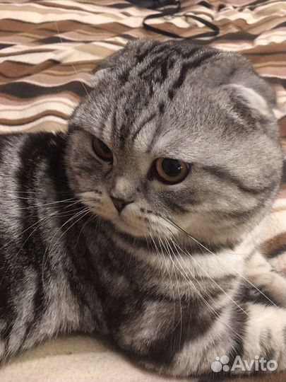 Вязка Котик ищет девочку)