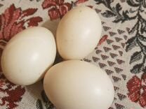 Продажа яиц индоутки