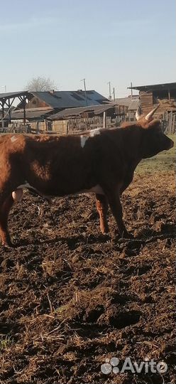 Продам быка на племя