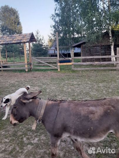 Осел производитель