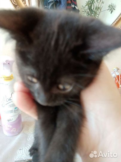 Британская