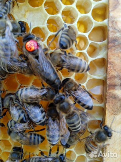 Пчеломатки бакфаст и карника