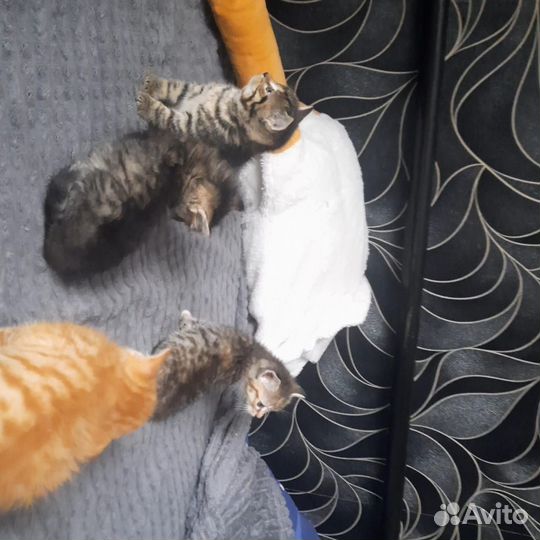 Отдам в добрые руки котят