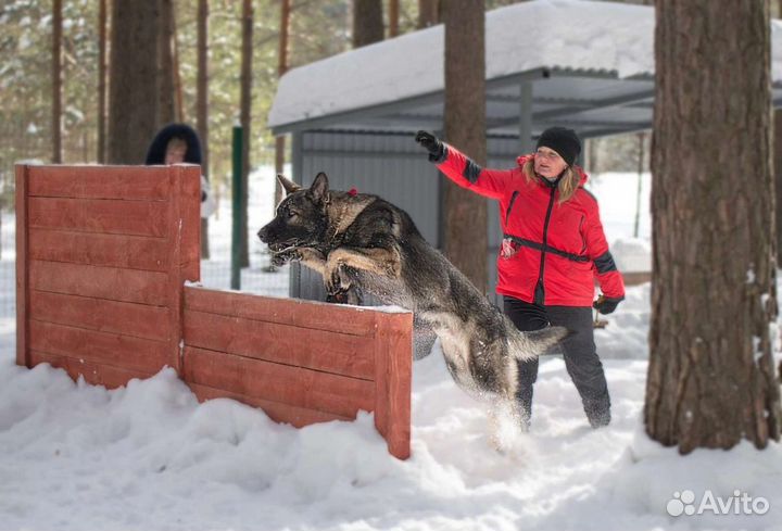 Вязка кобеля