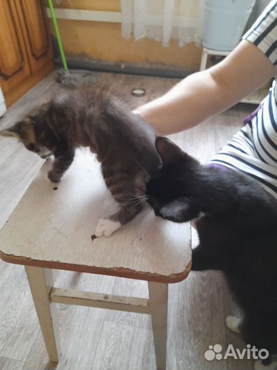 Котик в дар