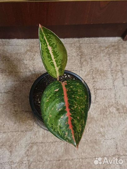 Аглаонема сортовая