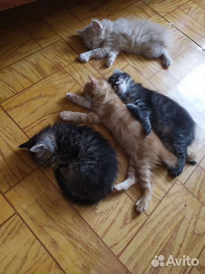Котята в добрые руки даром