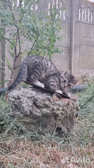 Котята в добрые руки бесплатно