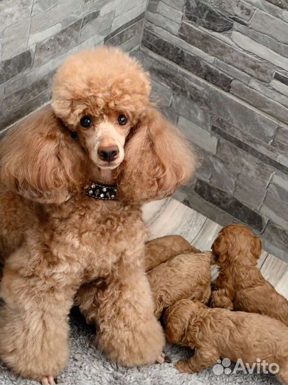 Карликовый пудель