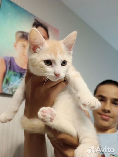 Котята