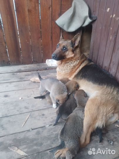 Отдам щенка в добрые руки