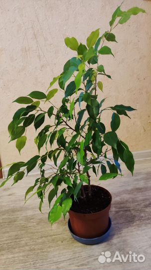 Фикус бенджамина