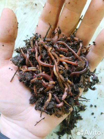 Калифорнийские черви для удобрения