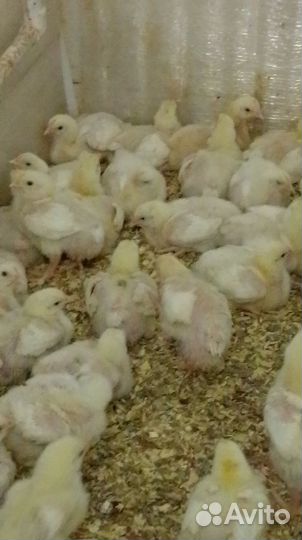 Цыплята бройлеры подрощенные