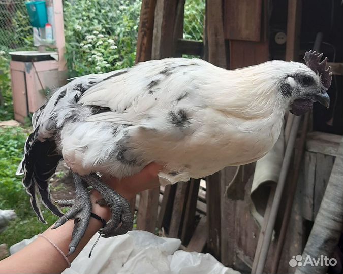 Молодые петухи лакеданзи