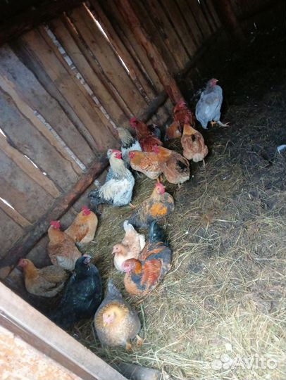 Молодые петухи