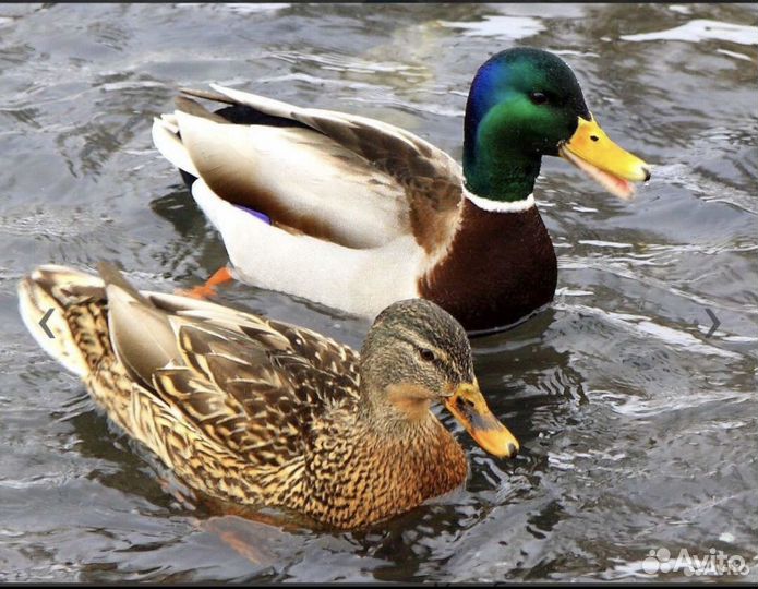 Дикие утки