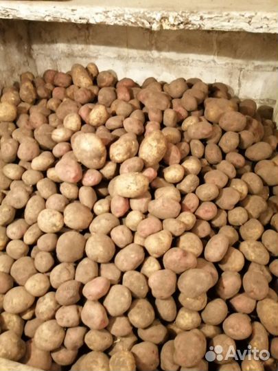 Картофель едовой