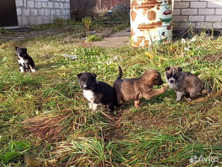 Щенки бесплатно