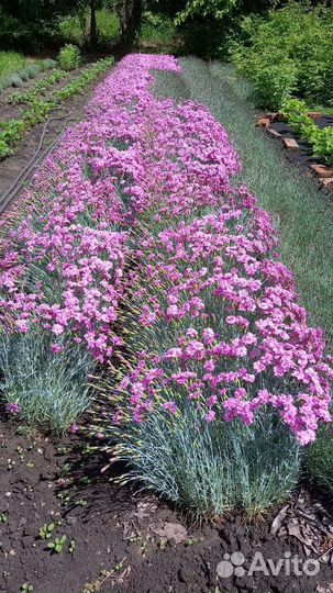 Гвоздика окс и зкс