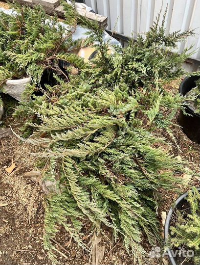 Можжевельник Андорра Компакт