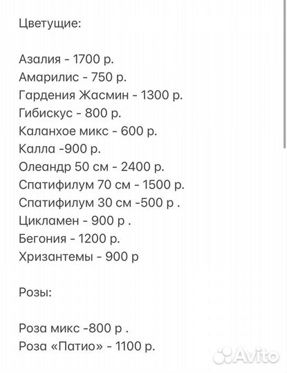 Комнатные цветы