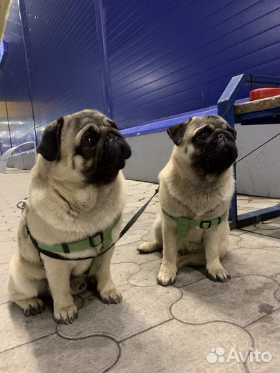 Мопс на вязку