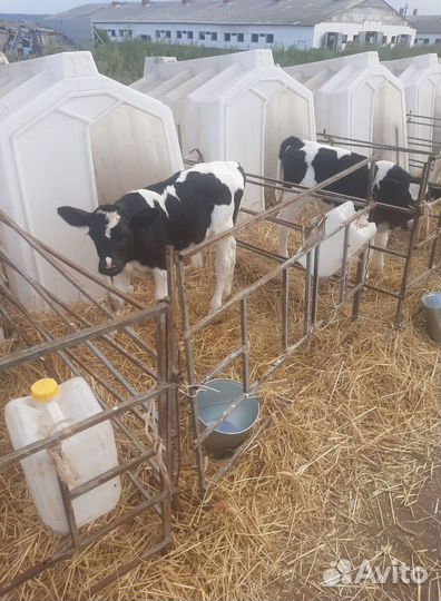 Телята бычки