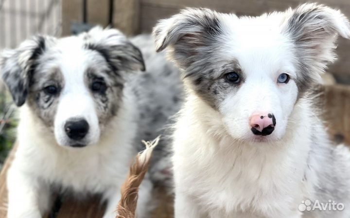 Щенки бордер колли