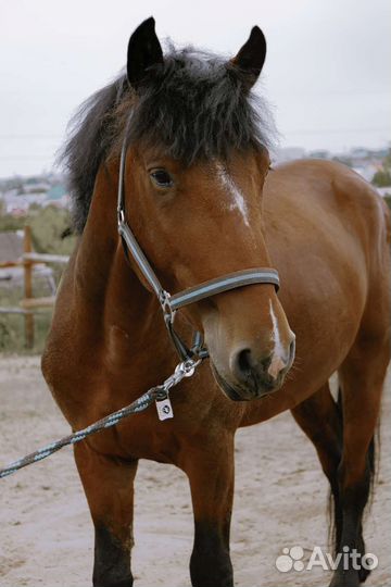 Полутяж жеребец