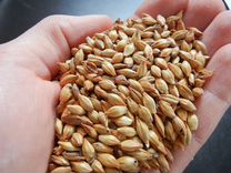 Зерно пшеница ячмень в мешках