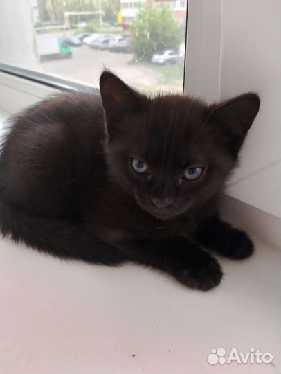 Кошки в добрые руки бесплатно