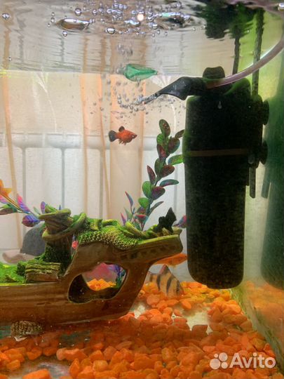 Аквариум с рыбами