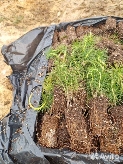 Сеянцы сосны зкс в розницу