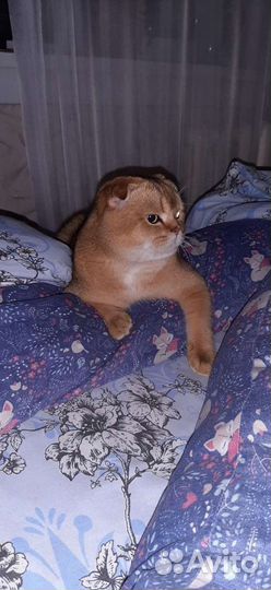 Шотландский вислоухий кот вязка