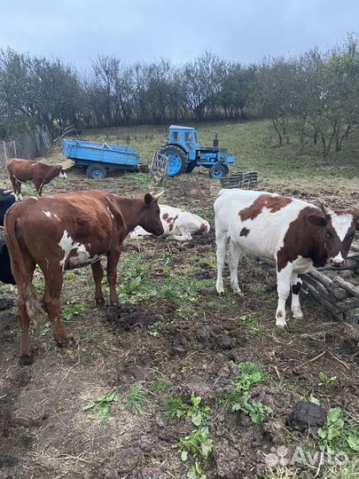 Айширские телки полуторагодовалые