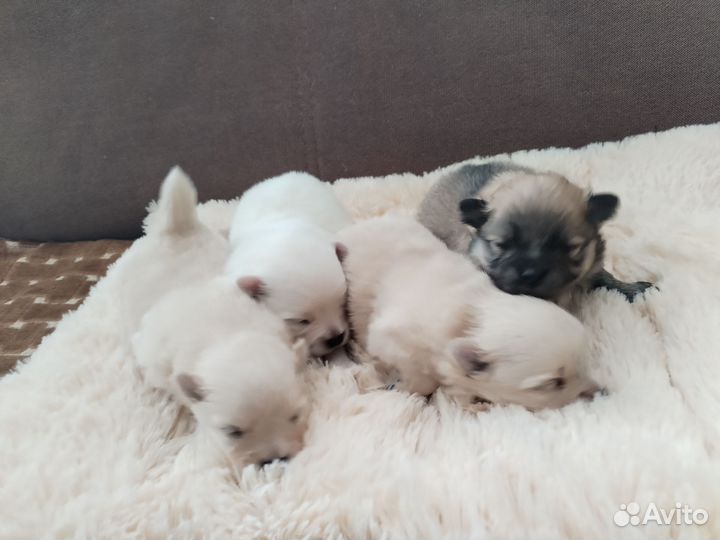 Щенки шпиц