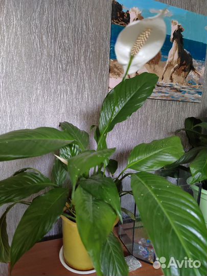 Спатифиллум