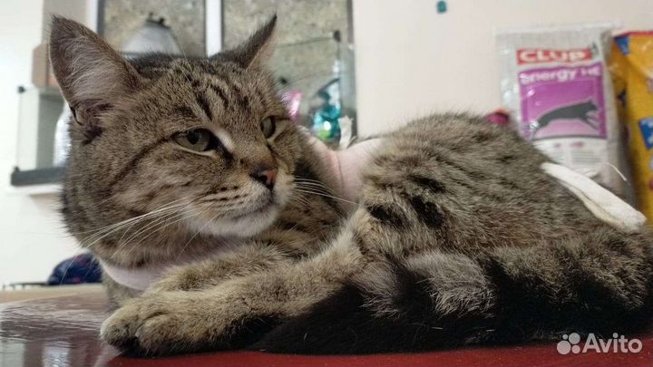 Отдам кошечку
