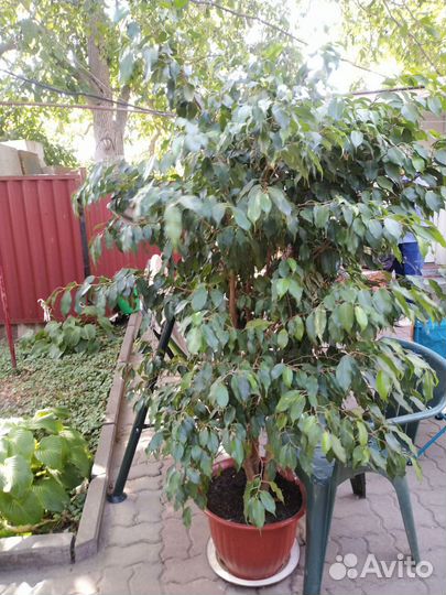 Фикус бенджамина большой