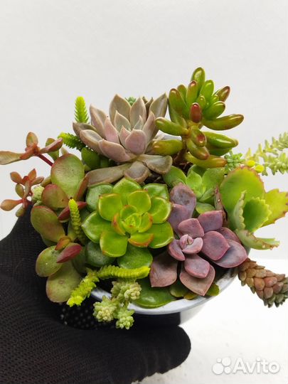 Красивые суккуленты 12