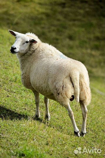 Овцы на племя есть всякие