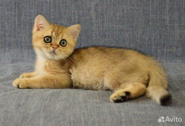 Британский котёнок