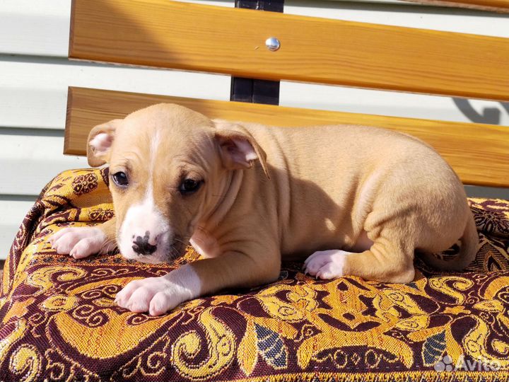 Щенки американского стаффордширского терьера