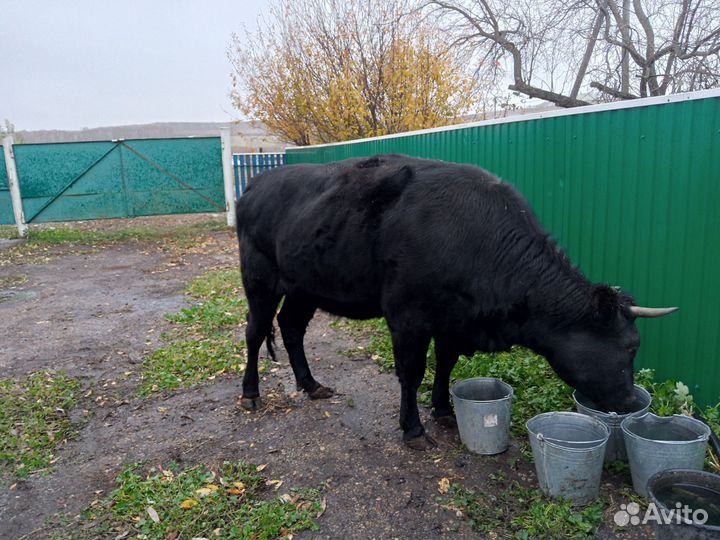 Нетель,корова