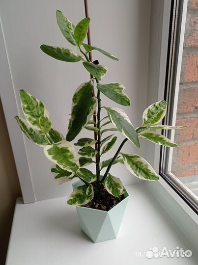 Педилантус вариегатный