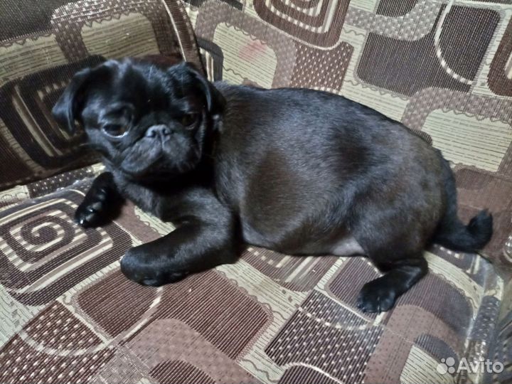 Щенки мопса