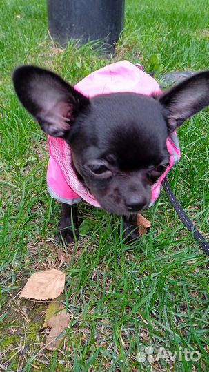 Мини чихуахуа